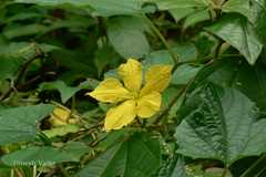 Momordica dioica